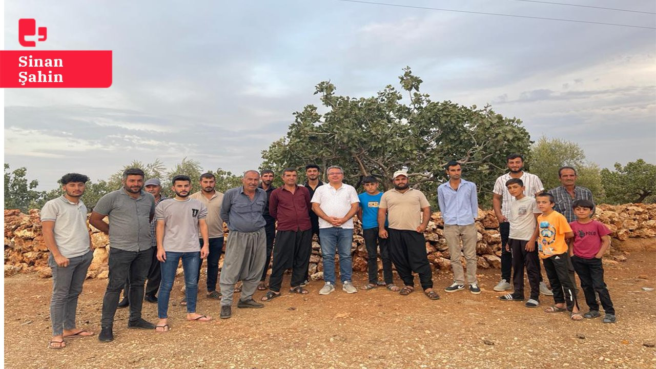 Antep'te fıstık üreticileri taban fiyat istiyor: 'Emeğimiz üç beş tüccarın cebine giriyor'