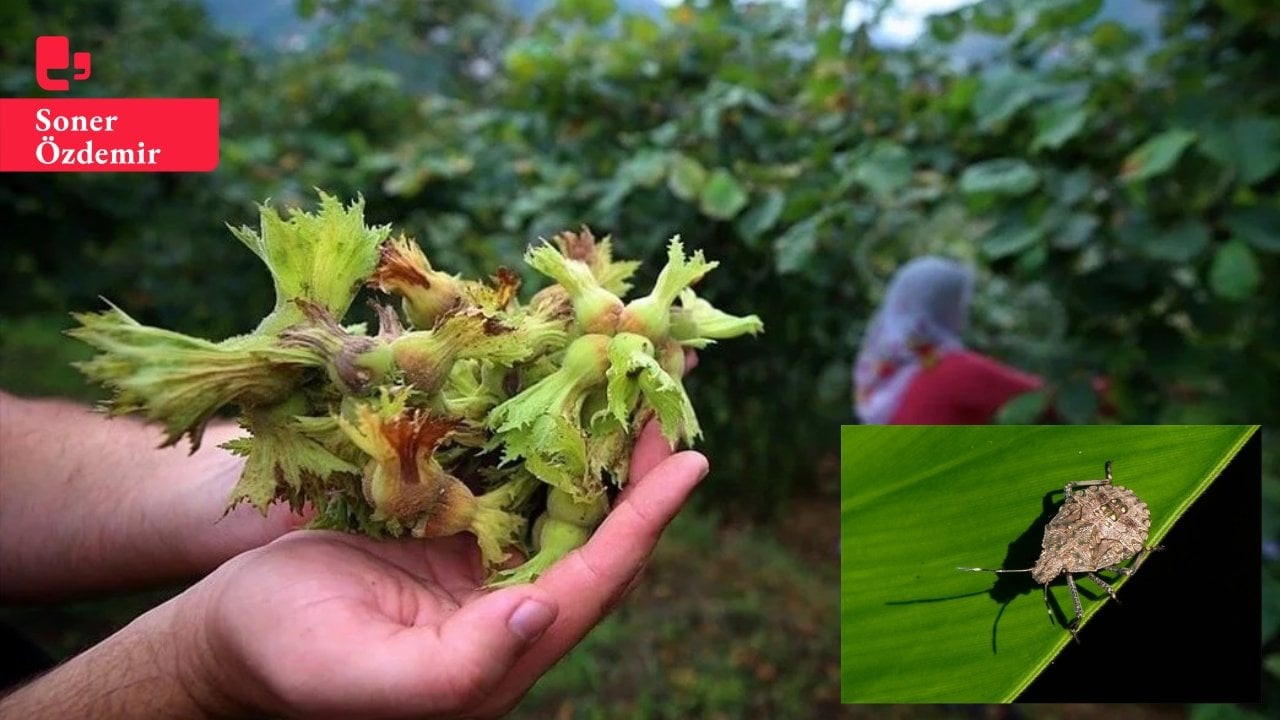 Karadeniz'deki fındık tarlalarında böcek istilası: 'Afet bölgesi ilan edilmeli'