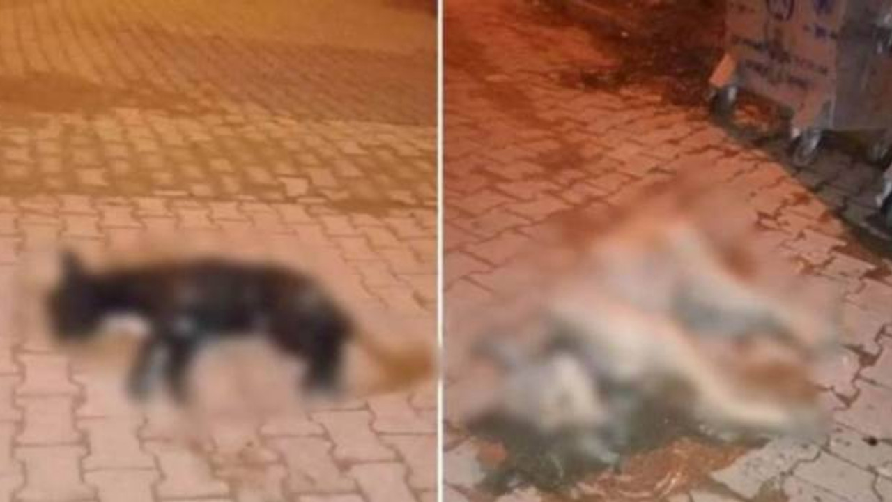 Aydın'da zehirlenen beş sokak köpeği ölü bulundu