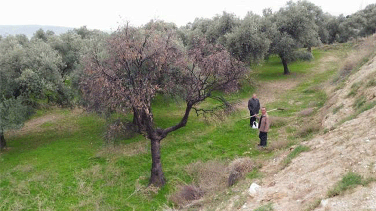 Fabrika atıkları asırlık zeytin ağaçlarını kuruttu