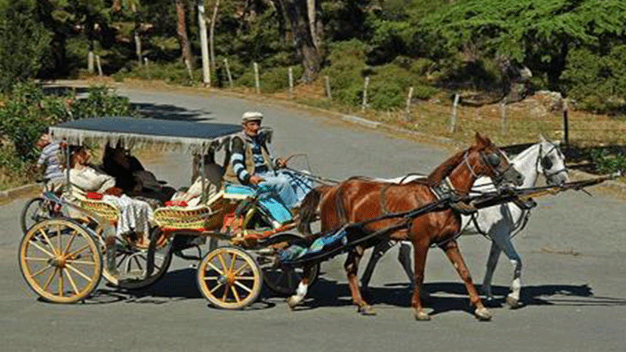 Adalar'da, 'ruam' karantinası