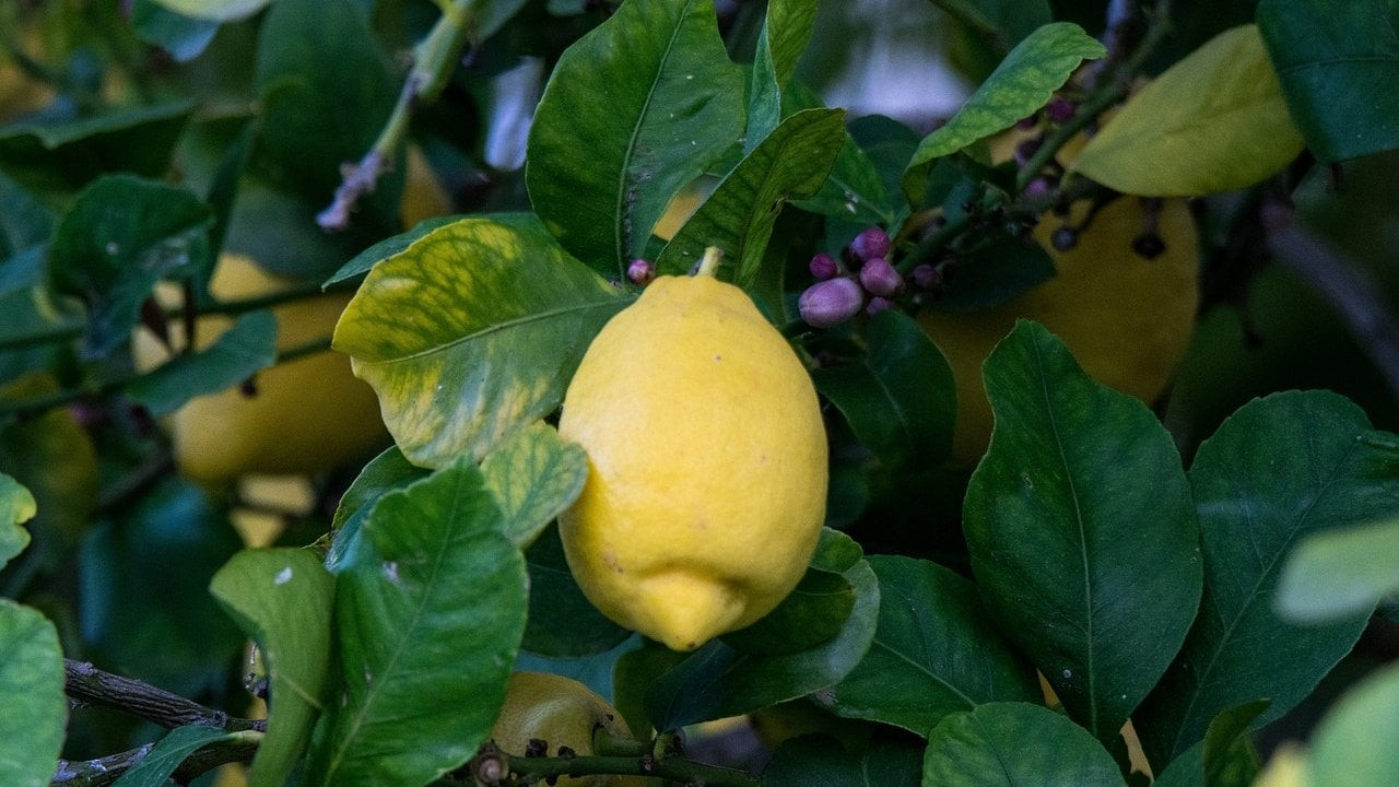 Limonun en değerli yerini çöpe atmışız. Meğer kaynatıp suyunu içmek iyi geliyormuş