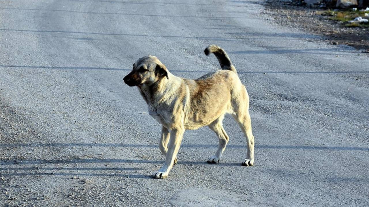 Kırklareli'nde sahipsiz köpeği bıçakla öldüren sanıktan 'hayvanları çok seviyorum' savunması