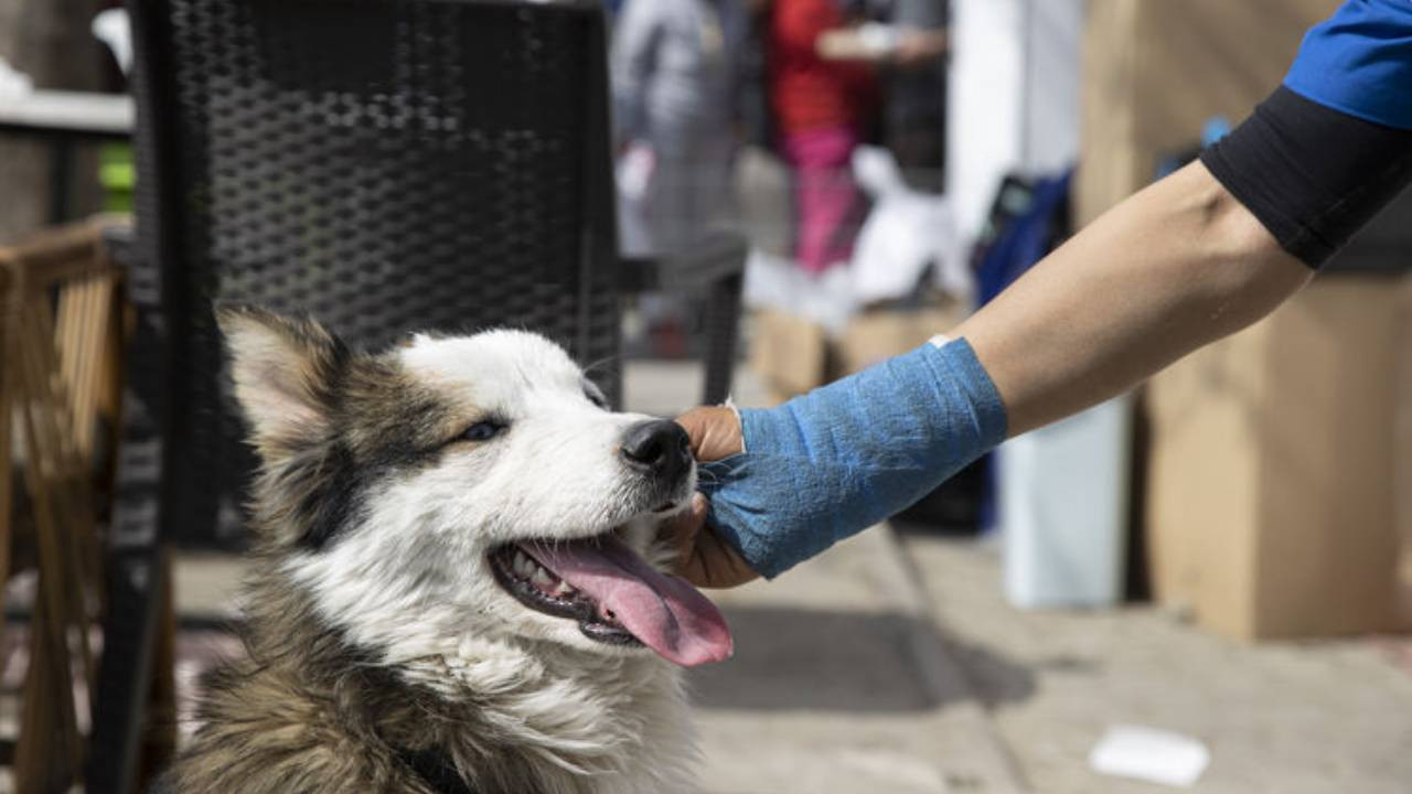 Mersin'de kamyonetin çarptığı engelli köpek tedaviye alındı