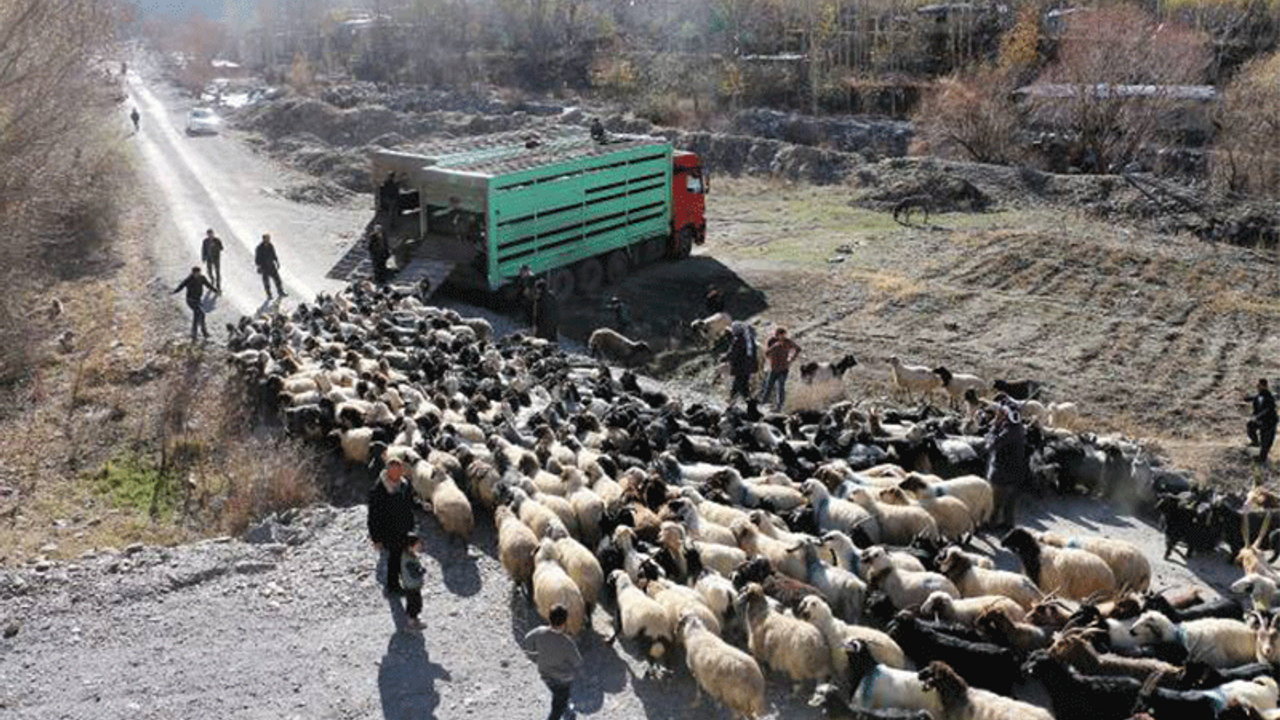 Yayla yasakları göçe zorluyor