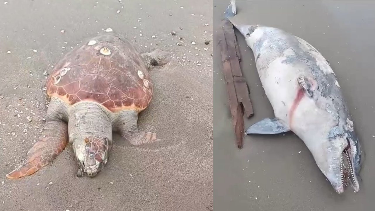 Adana'da kıyıya caretta caretta ve yunus ölüsü vurdu