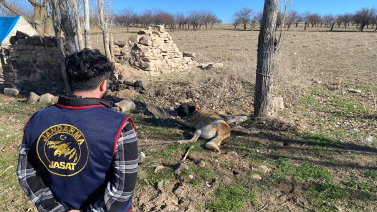 Nevşehir'de köpek dövüştürüp, yasa dışı bahis oynayan 9 kişiye gözaltı