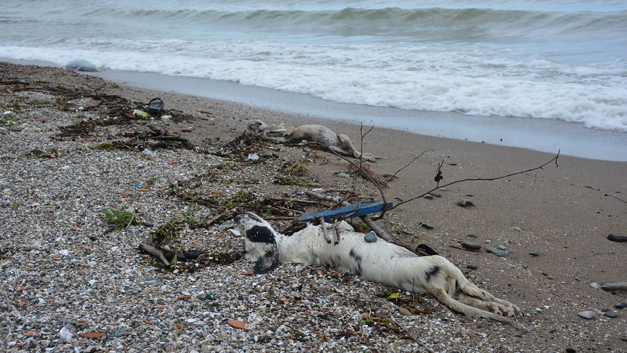 Giresun'da sahilde çok sayıda ölü köpek bulundu