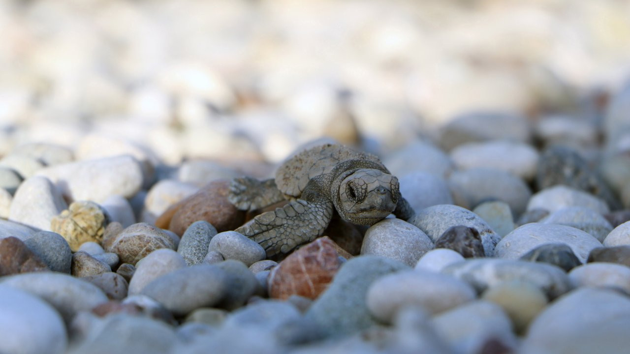 Caretta carettalar için gönüllü aranıyor