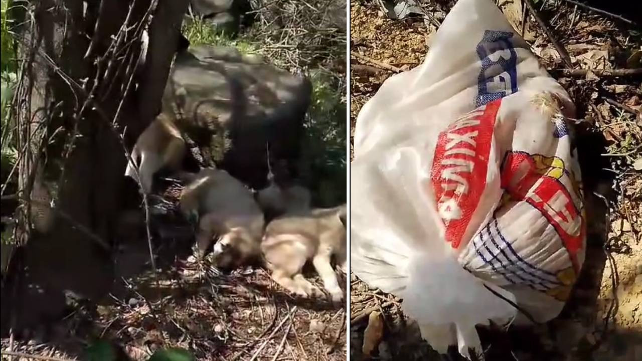 Ağzı bağlı çuvallara koydukları yavru köpekleri barınak önüne bıraktılar