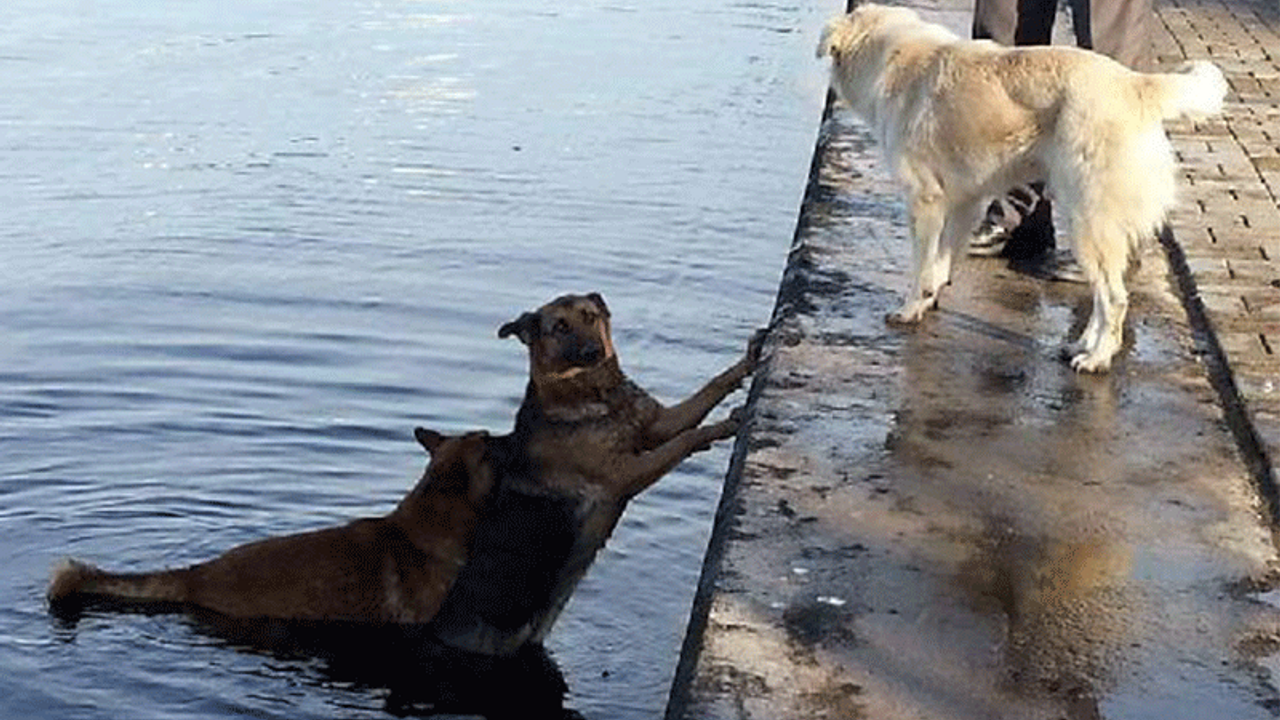 Denize düşen köpeği, ardından atlayan köpek kurtardı