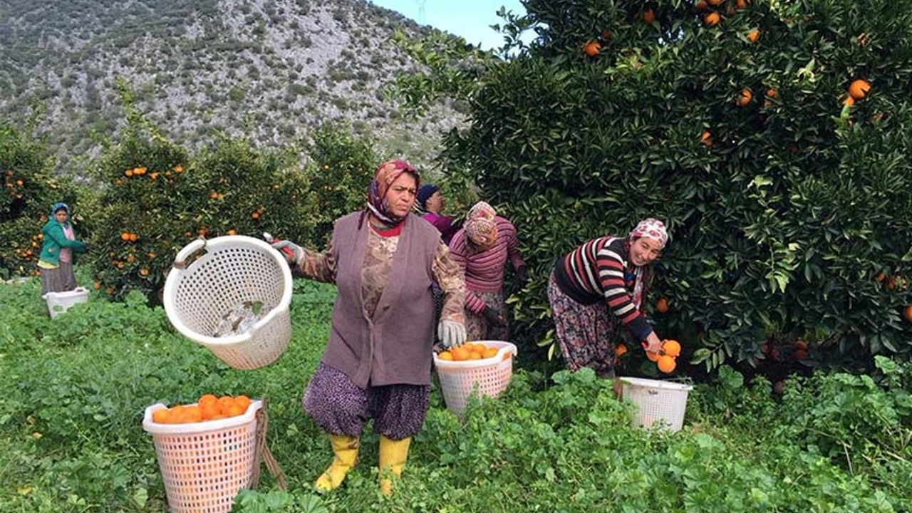 Portakal toplatmak için 60 TL'ye işçi bulamıyor