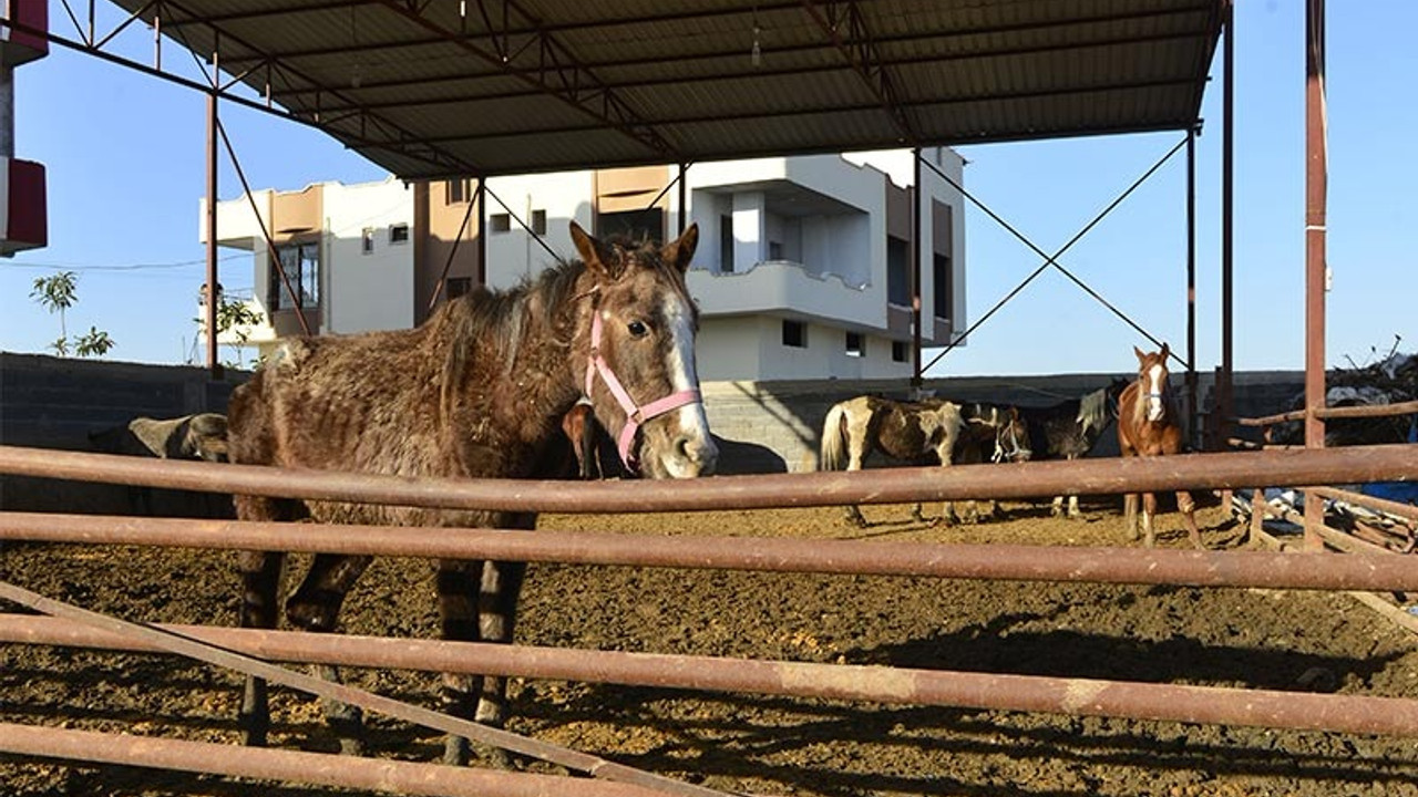 Kesime hazırlanan 50 at ve eşek son anda kurtarıldı