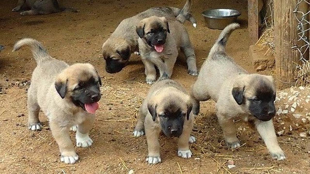 Kangal köpeklerini çalanı bul, arabayı al