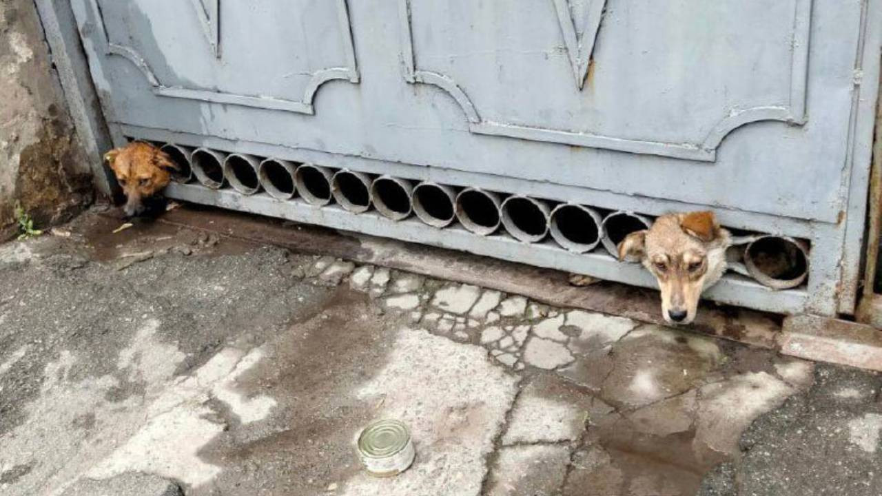 Herson’da bombardımandan korkan köpeklerin başı demir kapıya sıkıştı