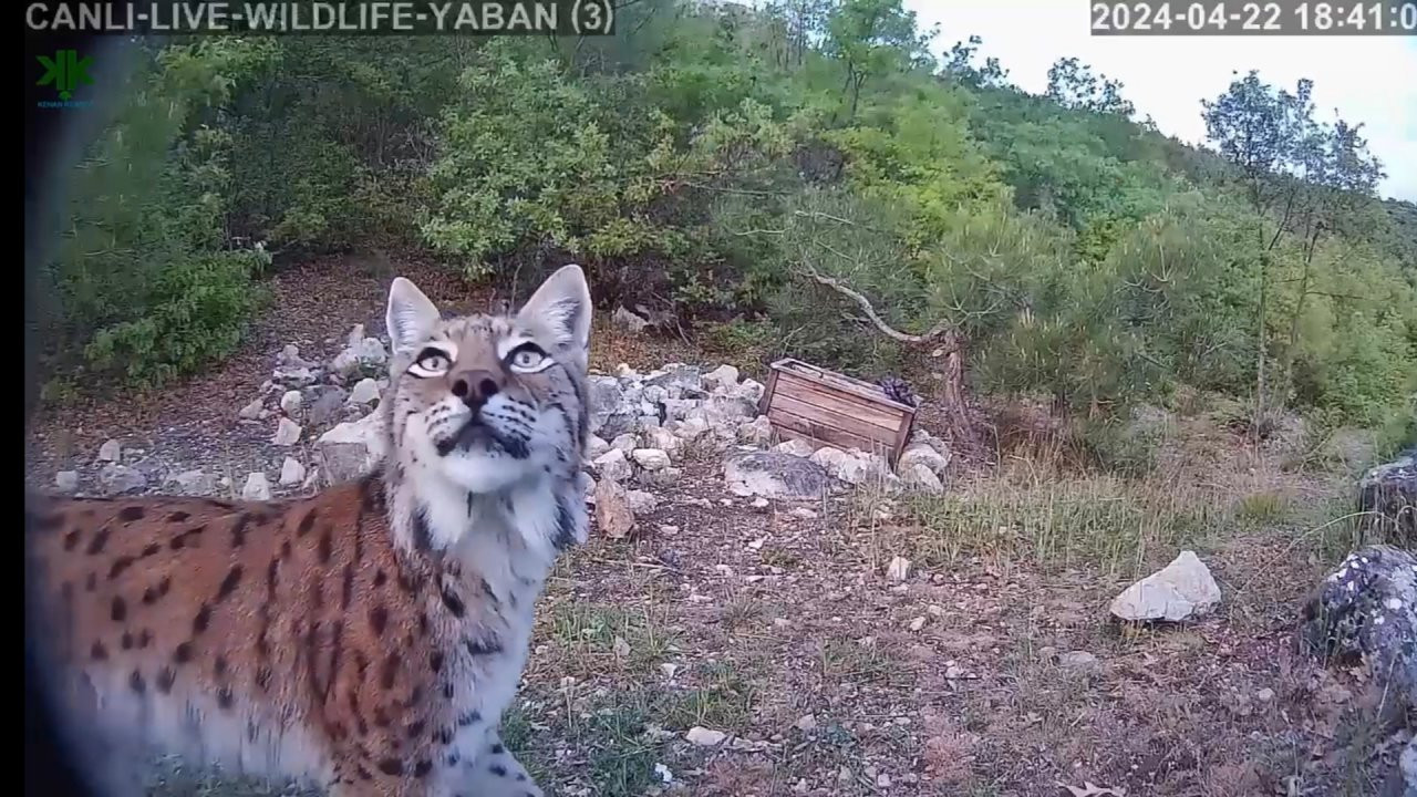 Tokat'ta, nesli tehlikede olan vaşak görüntülendi