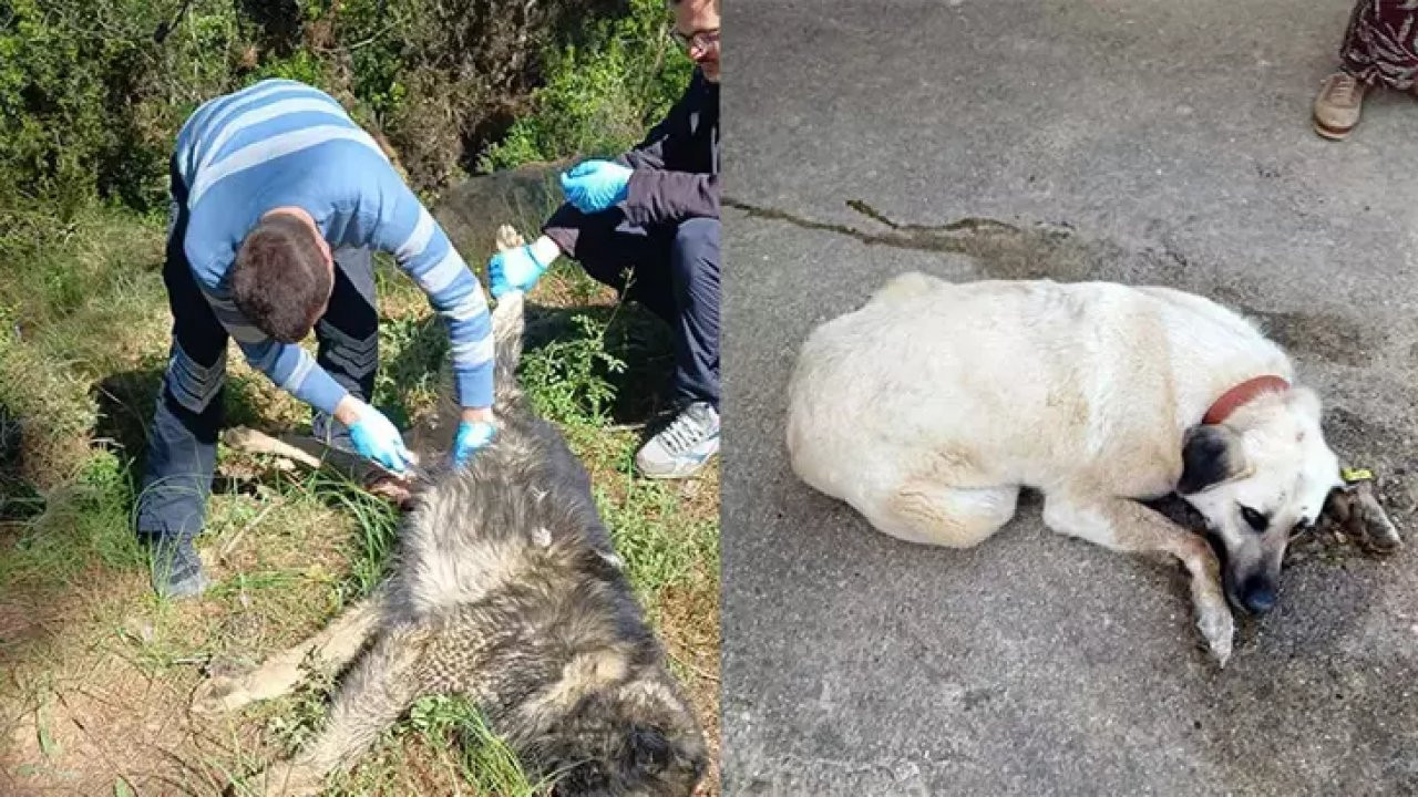 Bahçesinde baktığı köpekleri zehirlediler