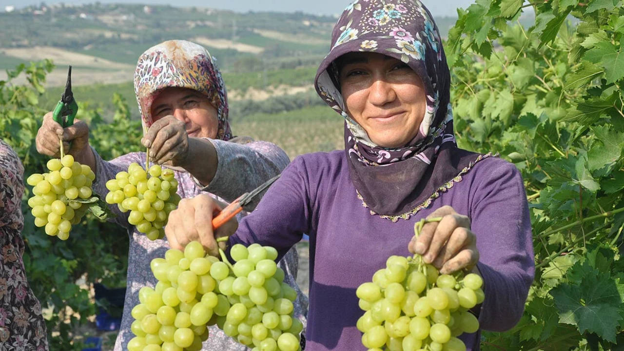 Şarap üreticisine 50 milyon liraya varan teminat zorunluluğu: 'Butik işletmelere darbe'