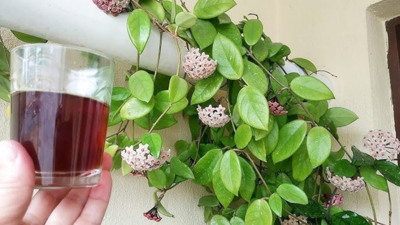 Bahar geldi ancak açmayan çiçekler var! Çiçeklerin daha hızlı açmasını sağlayan tüyo