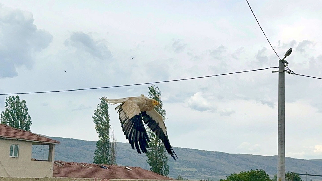 Nesli tehlike altındaki küçük akbabalar 67 bin kilometre göç yolculuğu yaptı