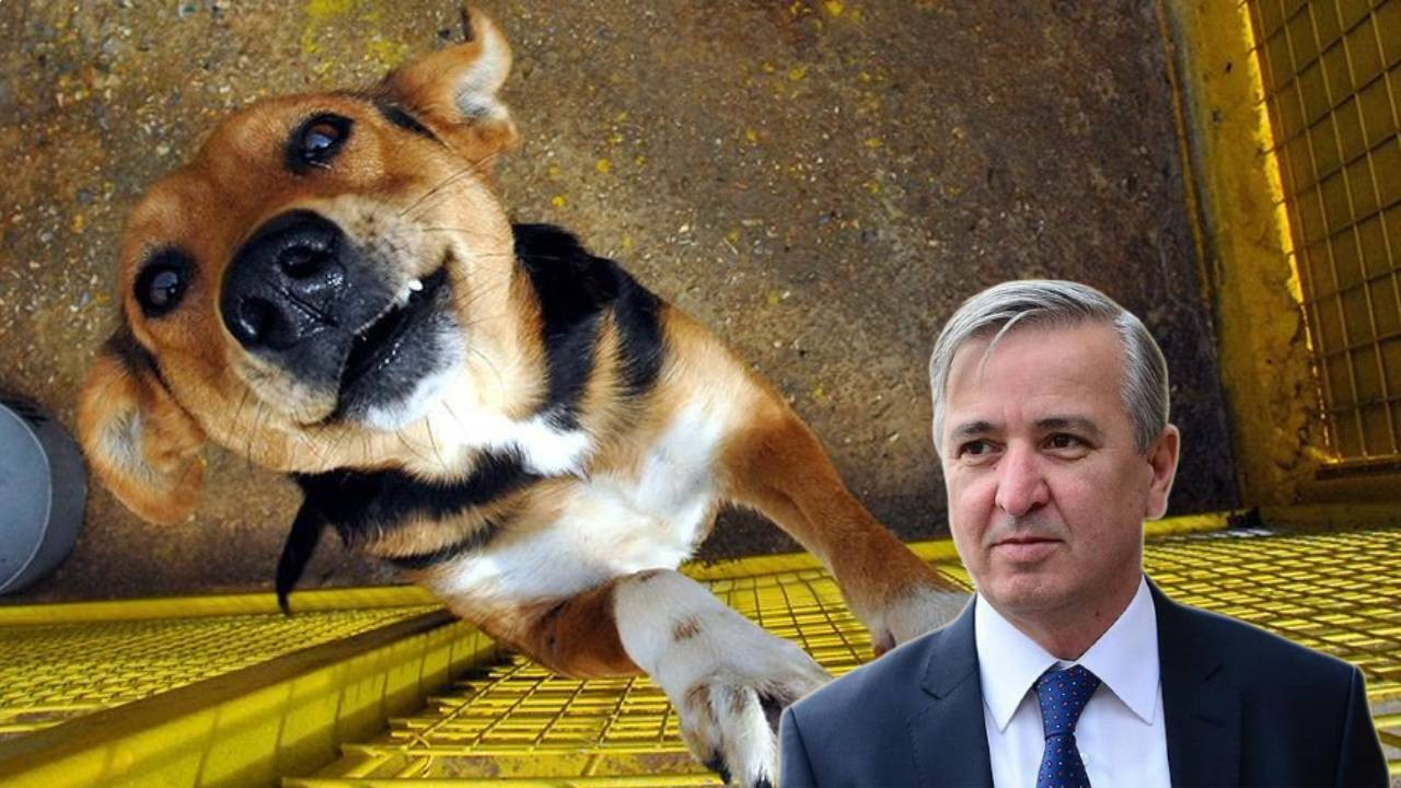 Yeni Şafak yazarı Aydın Ünal, sokakta yaşayan köpekleri hedef gösterdi: 'Öldürülmeleri' gerektiğini söyledi