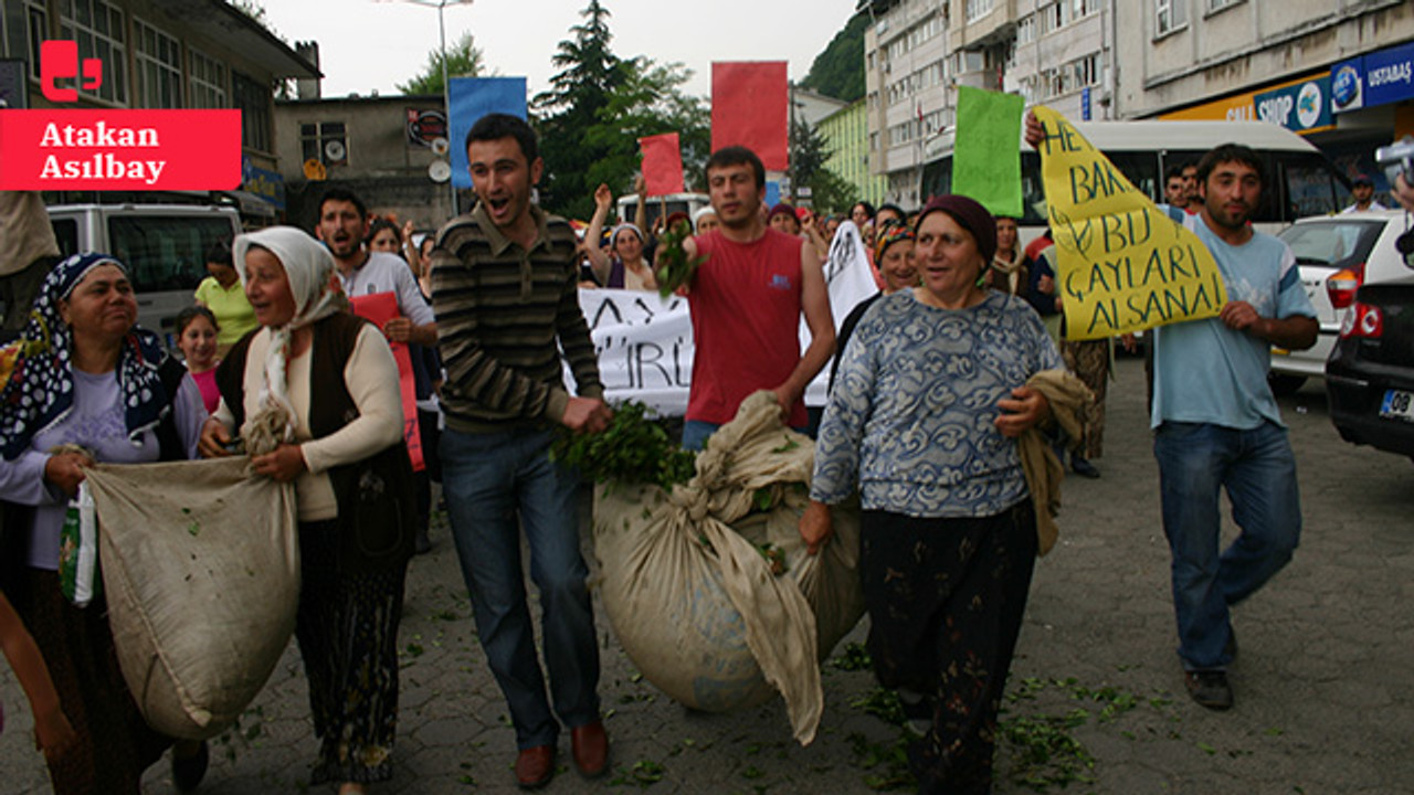 Yaş çay alım fiyatına tepkiler sürüyor: Rize ve Artvin Ziraat Odaları Ulusal Çay Konseyi'nden istifa etti