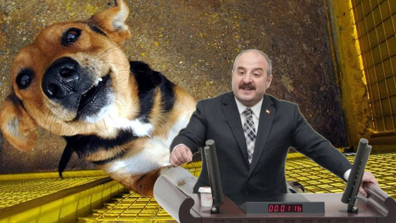 AKP'li Mustafa Varank'tan köpeklerin katledilmesine destek açıklaması: Uyutmayı sonuna kadar destekleyeceğim