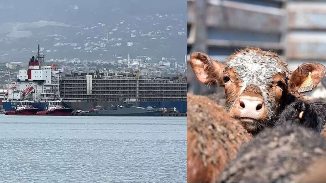 İskenderun Limanı'na gemiyle 27 bin angus geldi