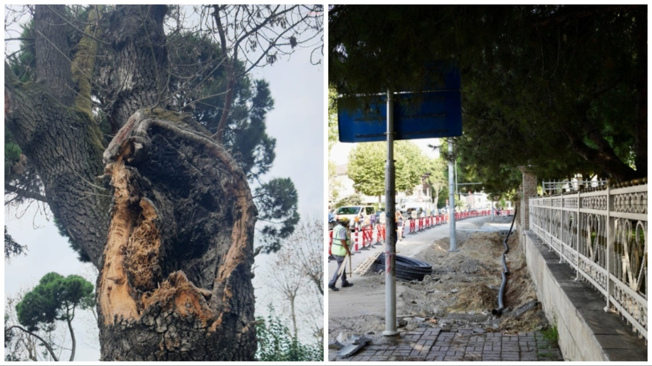 Kadıköy’de hasta ağaçların yerine yenileri dikilecek