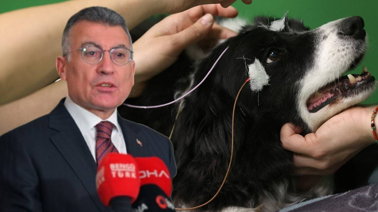 AKP katliam düzenlemesinde ısrarcı... Abdullah Güler: Barınakta bir ay içinde ehlileşmeyen köpekler uyutulacak