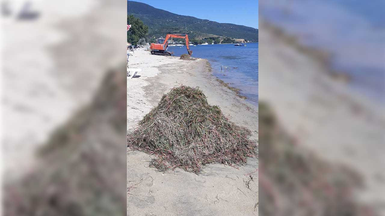 Balıkesir'de deniz çayırlarının sökülmesiyle ilgili inceleme başlatıldı