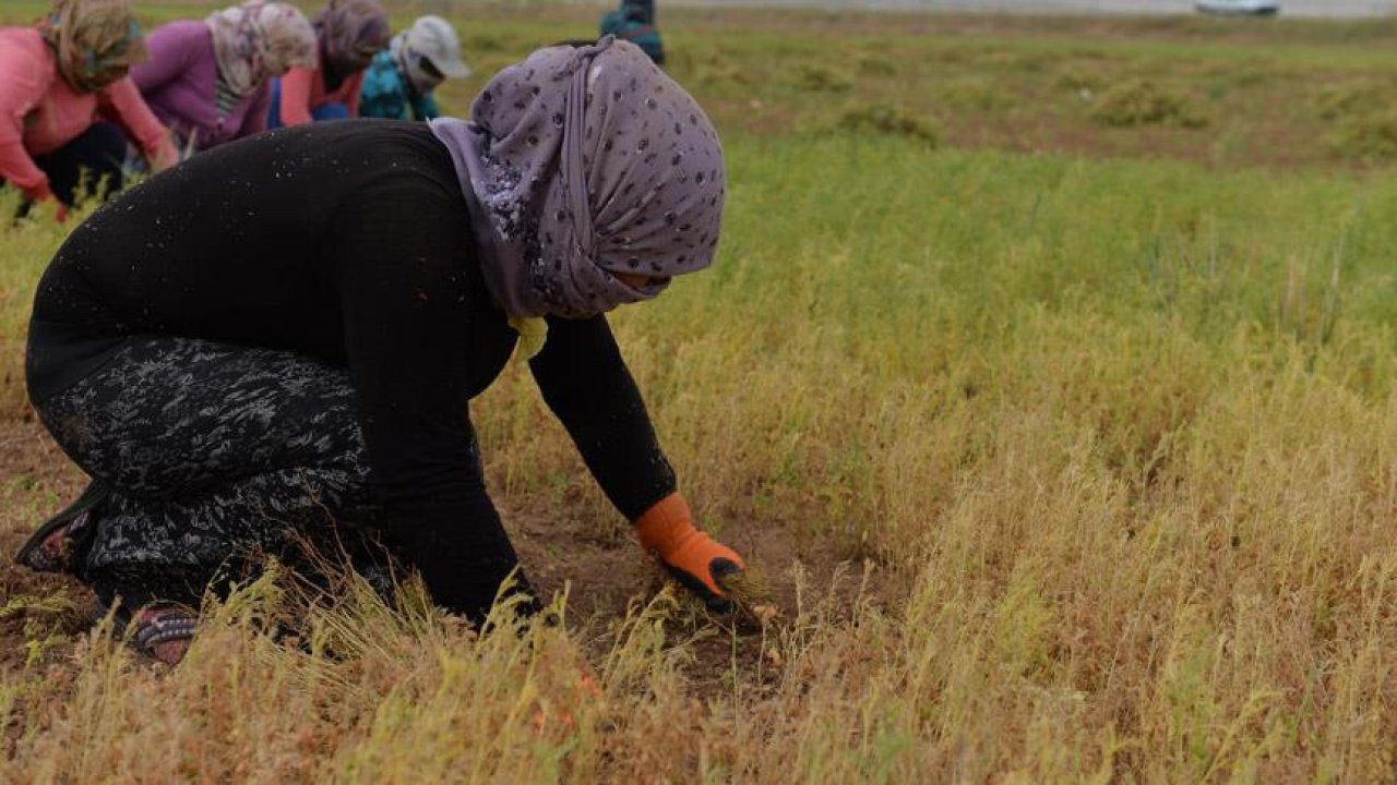 En ucuz manavda kilosu 30 TL'ye dayandı. Vatandaşın demirbaş sebzesi sofralarda aranır oldu