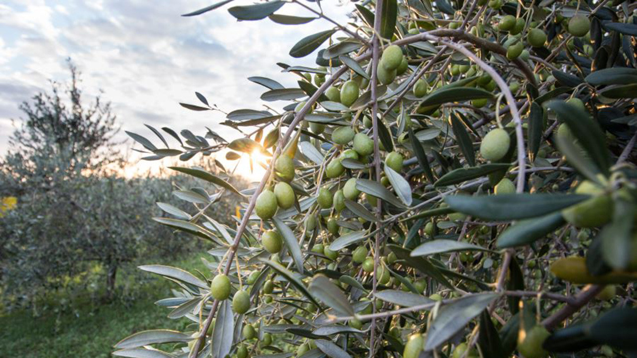 Doğa Derneği: Zeytin yönetmeliği iptal edildi