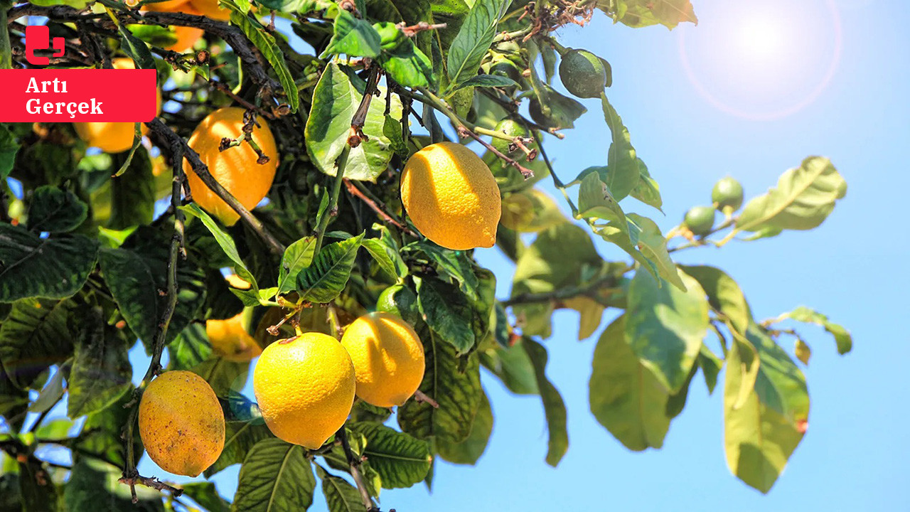 Limonun kilosu 5 TL'den 100 TL'ye kadar yükseldi: 'Üreticiler değil, marketler ve aracılar kazanıyor'