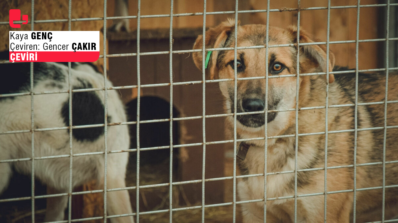 Her şey başarısız olduğunda köpekleri suçlayın