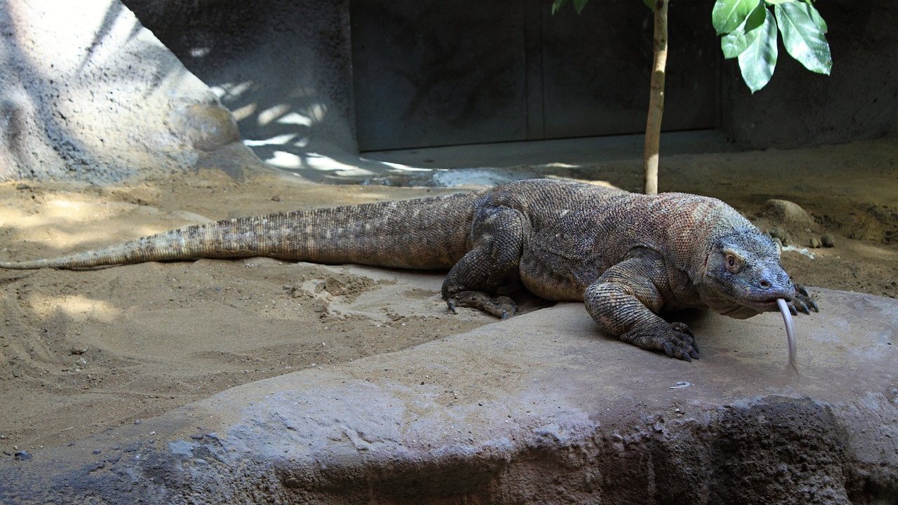 Komodo ejderlerinin dişlerine dair yeni bilgi