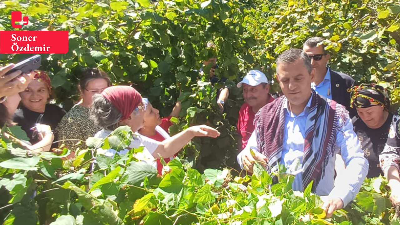 Özgür Özel'den fındık fiyatına tepki: 'Bu fiyat fındık üreticilerine ihanettir'