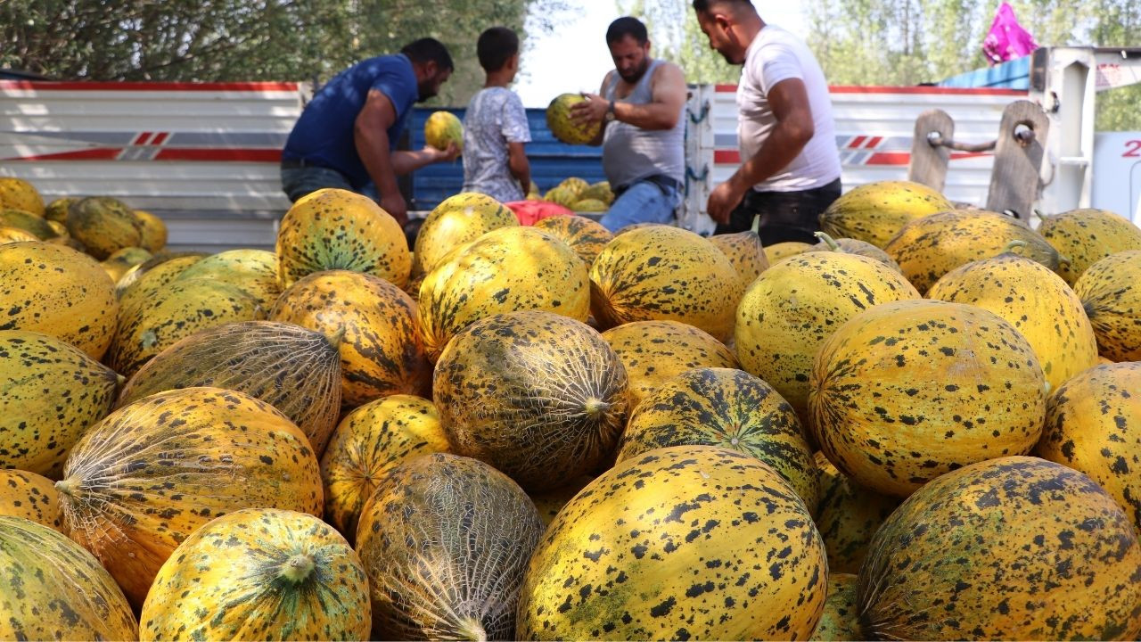 Kavun-karpuz üreticisi: Böyle giderse çiftçiliği bırakacağız