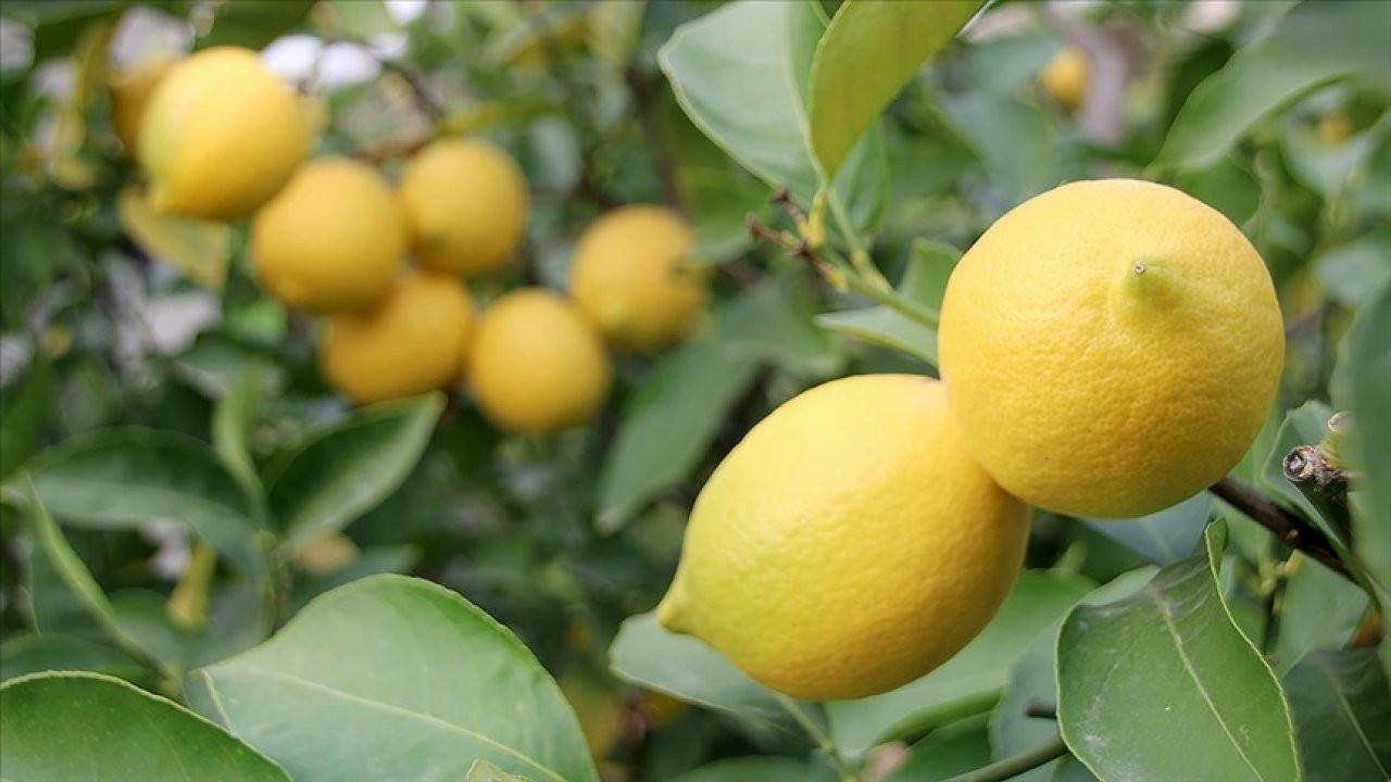 Faydaları çok ama dikkat edin. Limonu uzak tutmanız gereken şeyler