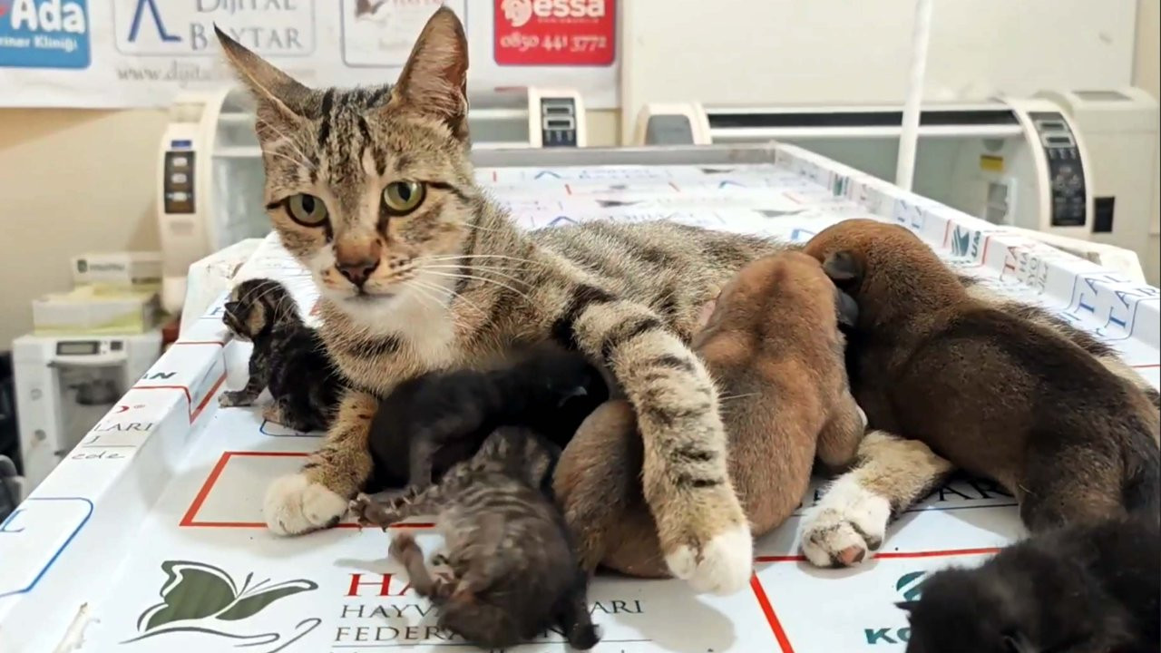 Annesi ölen iki yavru köpeğe bir kedi sütanne oldu: Kediler gibi besleniyor ve havlamıyor