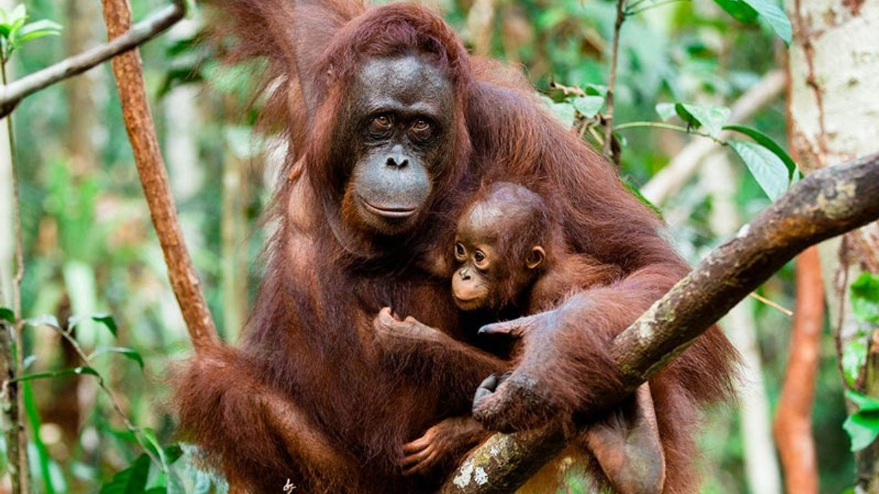 16 yılda 100 bin orangutan yok edildi
