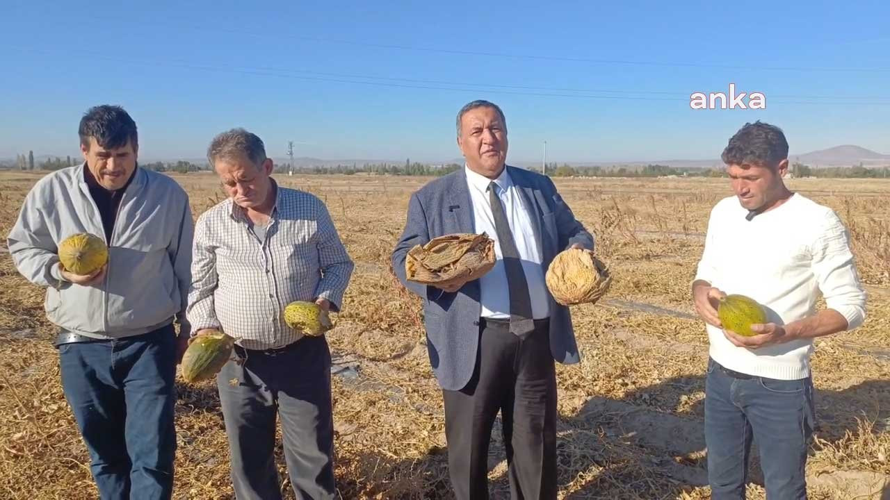 Kavunlar tarlada kaldı, hayvan yemi oldu