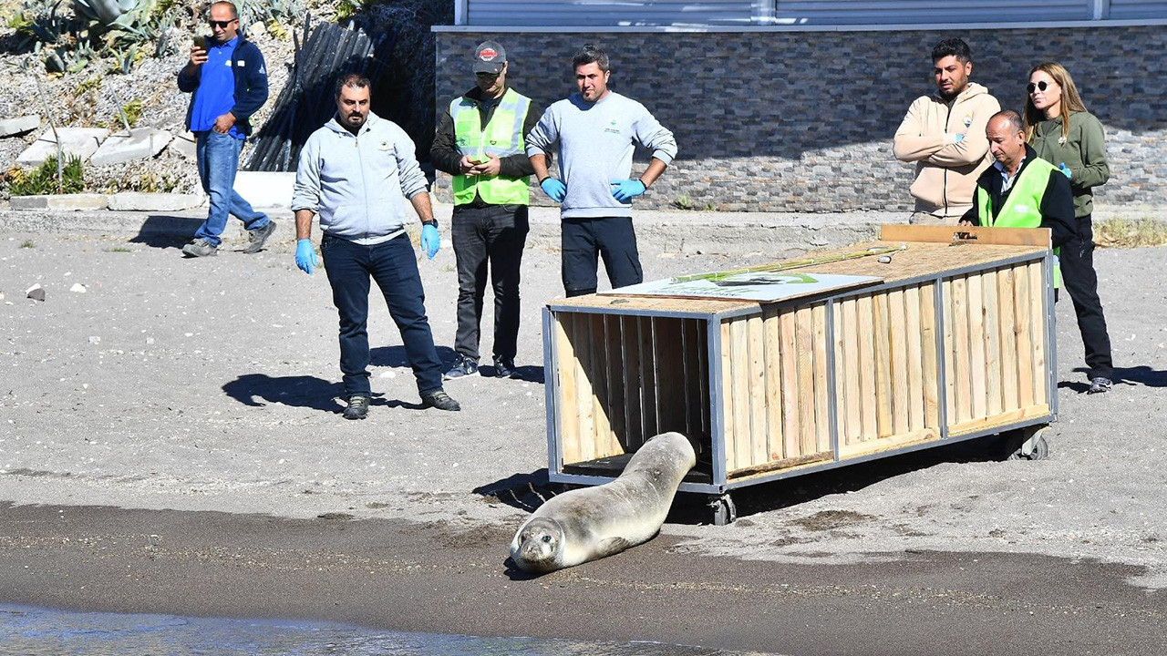 Yaralı halde bulunan Akdeniz foku tedavisinin ardından denize bırakıldı