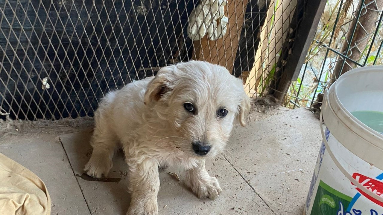 Antalya'da hayvan katliamı: Anne köpek ve iki yavrusu öldürüldü