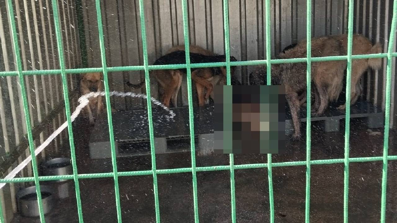 Gemlik'te hayvan bakım evinde aç kalan köpekler, ölen köpeği yedi