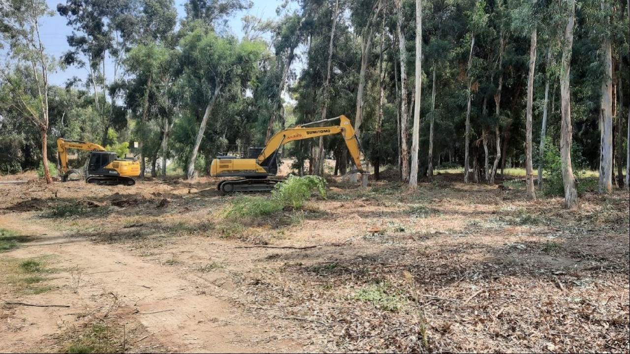 İddia: Adana'da yüzyıllık ağaçlar stadyum inşaatına kurban edildi