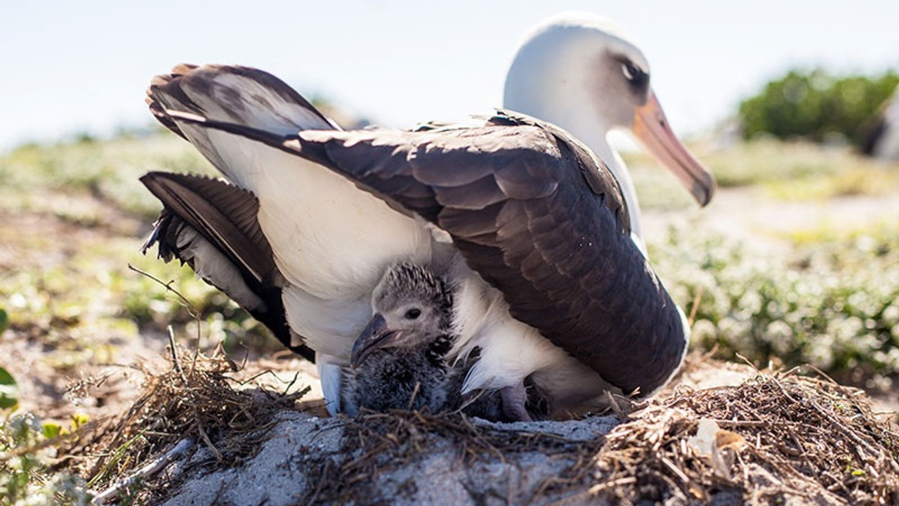 67 yaşındaki albatros kuşu anne oldu