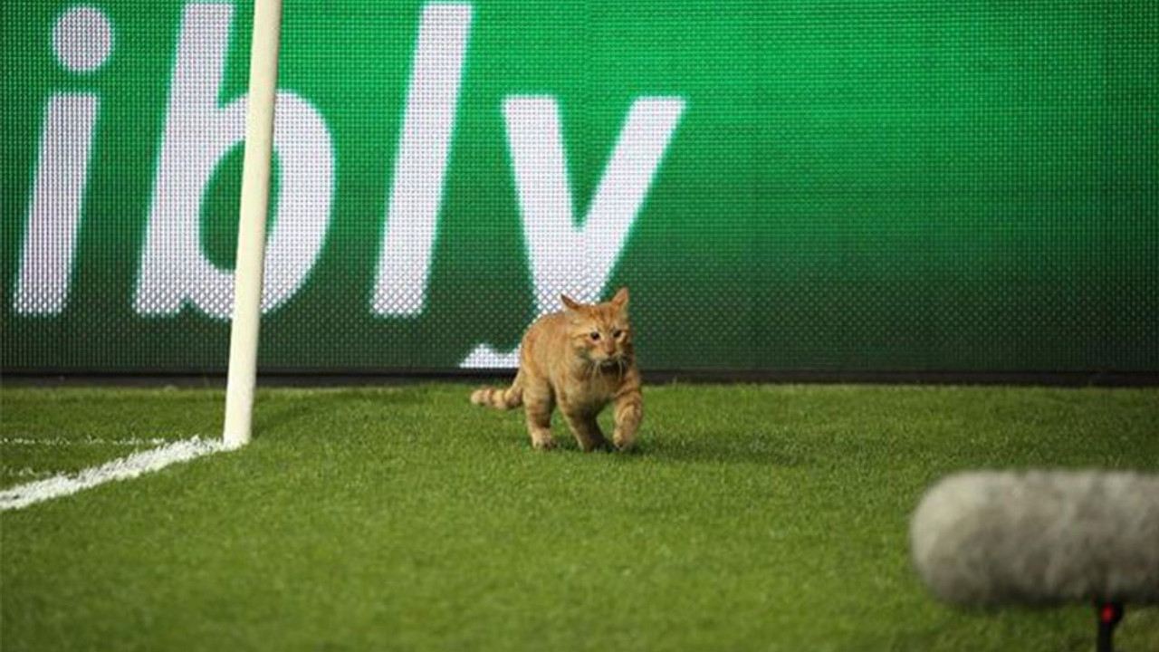 UEFA'dan Beşiktaş'a 'kedi' soruşturması