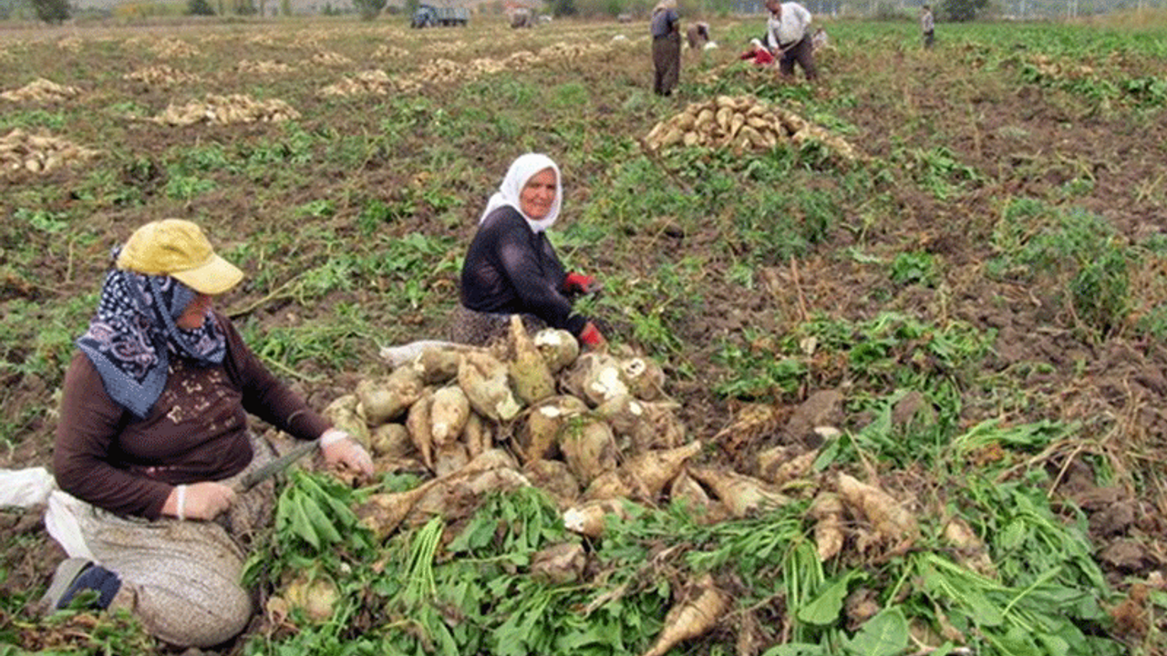 Nişasta bazlı şeker kotası artık yüzde 5