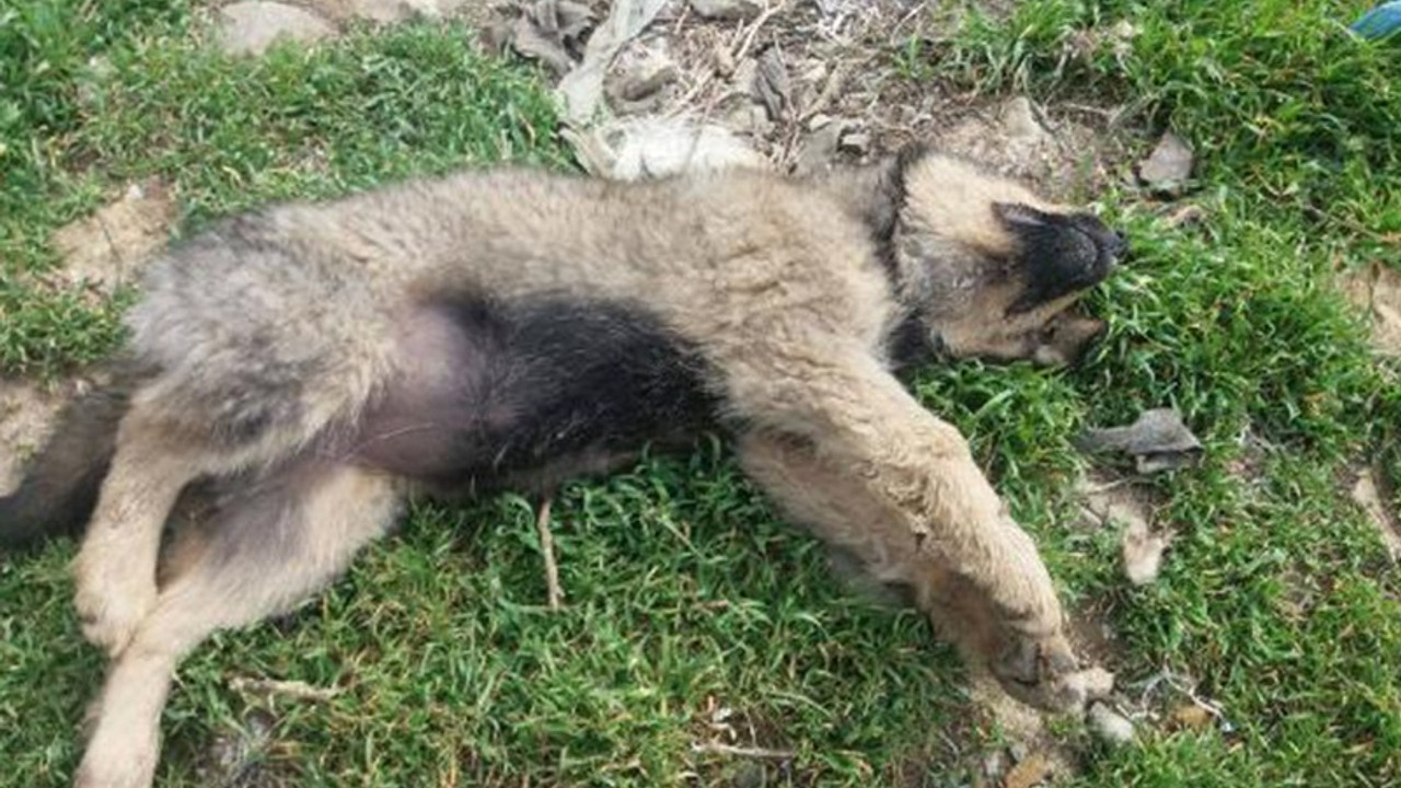 Köpek katliamı: 18 köpeği zehirlediler